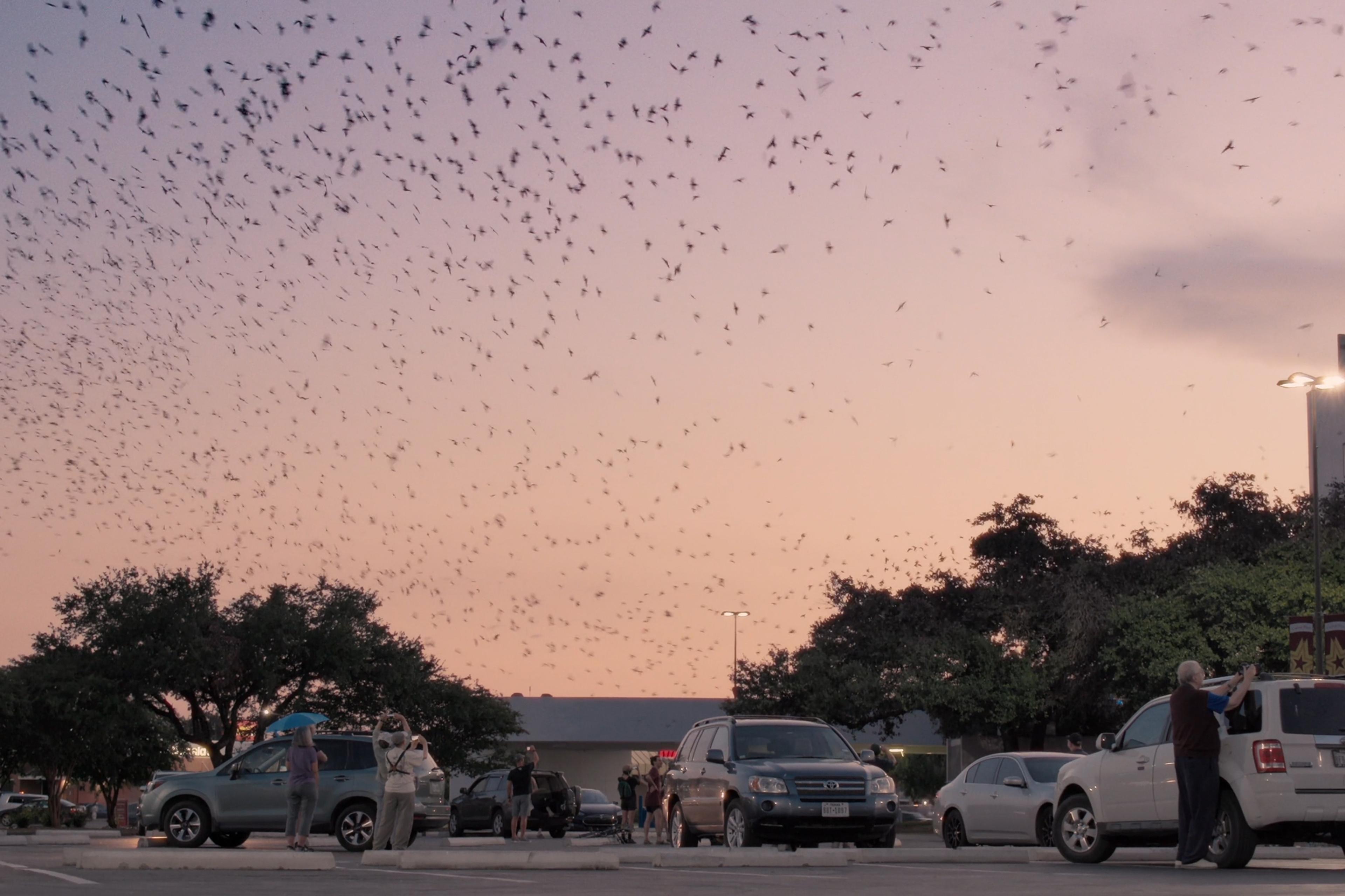 A large flock of birds fills the sky at dusk over a car park, where people with binoculars observe them from beside their vehicles.
