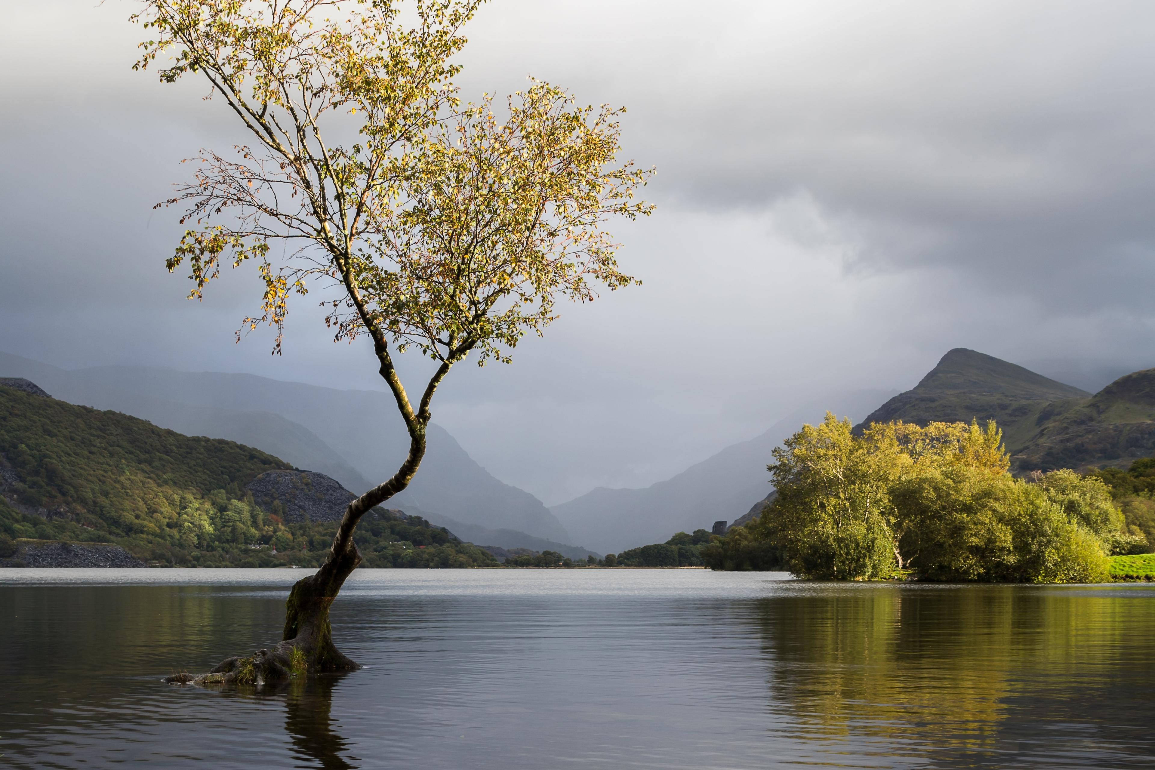 Photo of a lone tree in a lake with mountains in the background, under a cloudy sky.