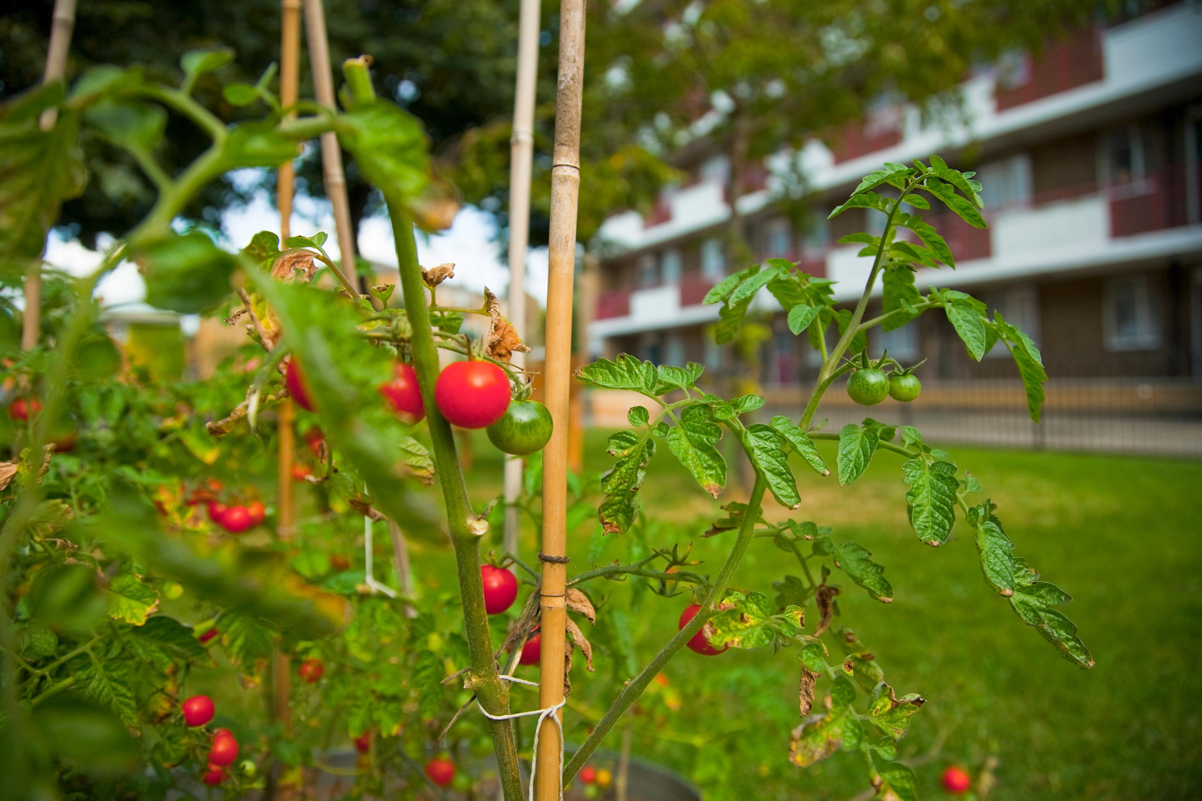 Tomato plants with red and green tomatoes in a garden setting against a blurred background of a building and grass.