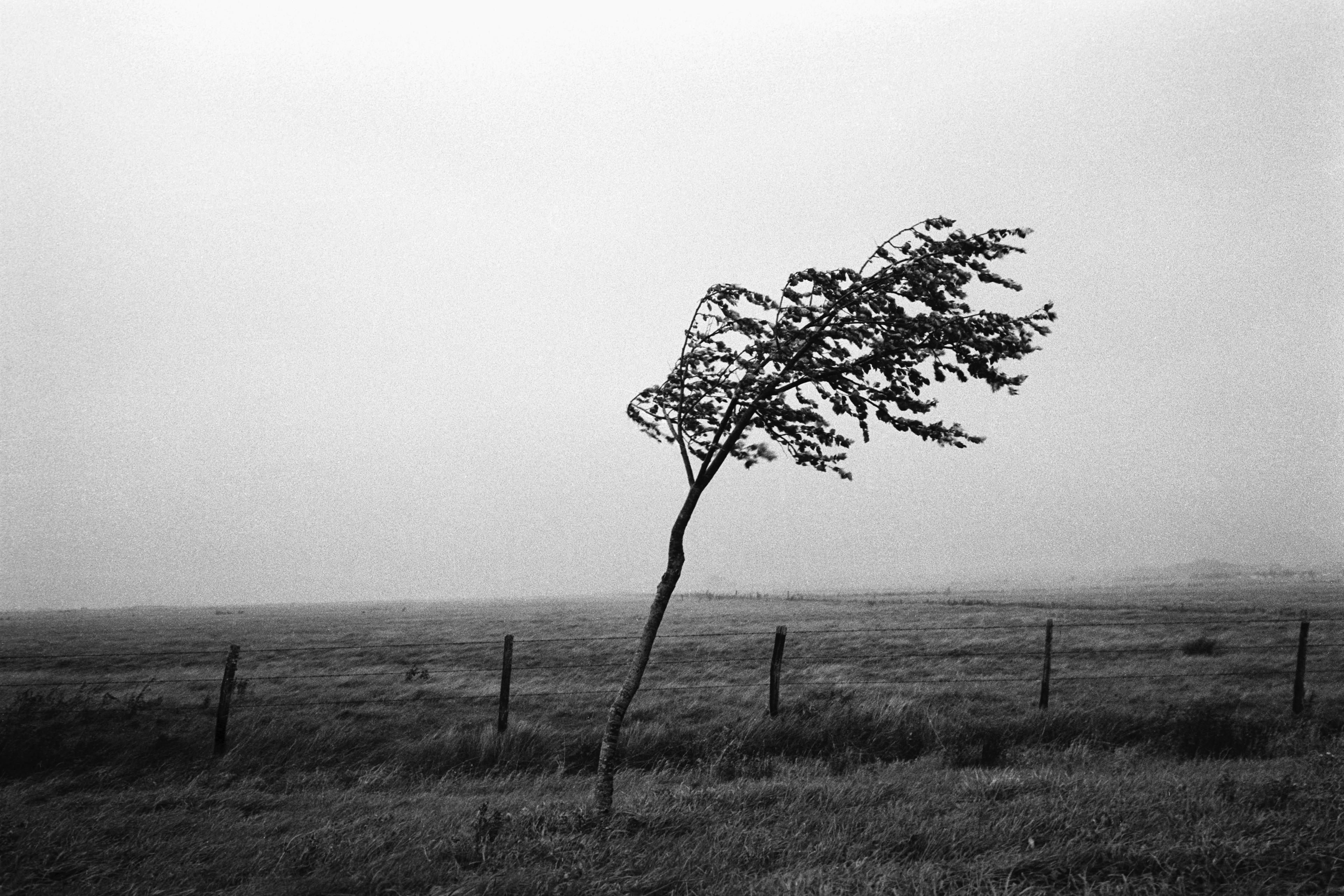 Black and white photo of a lone tree in a field bending in the wind with a backdrop of a misty sky.