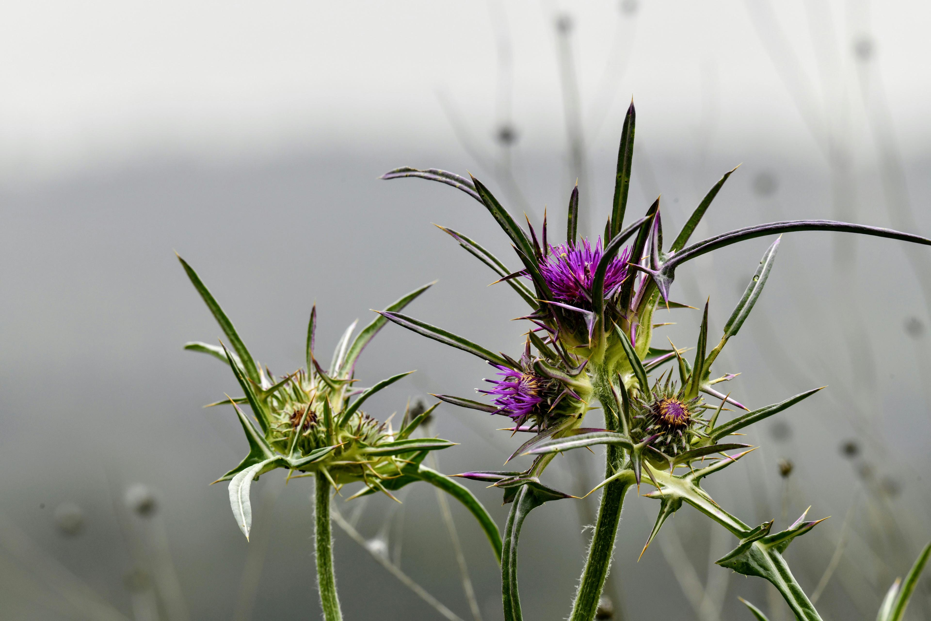 Green spiky thistle plants with purple flowers against a blurred grey background.