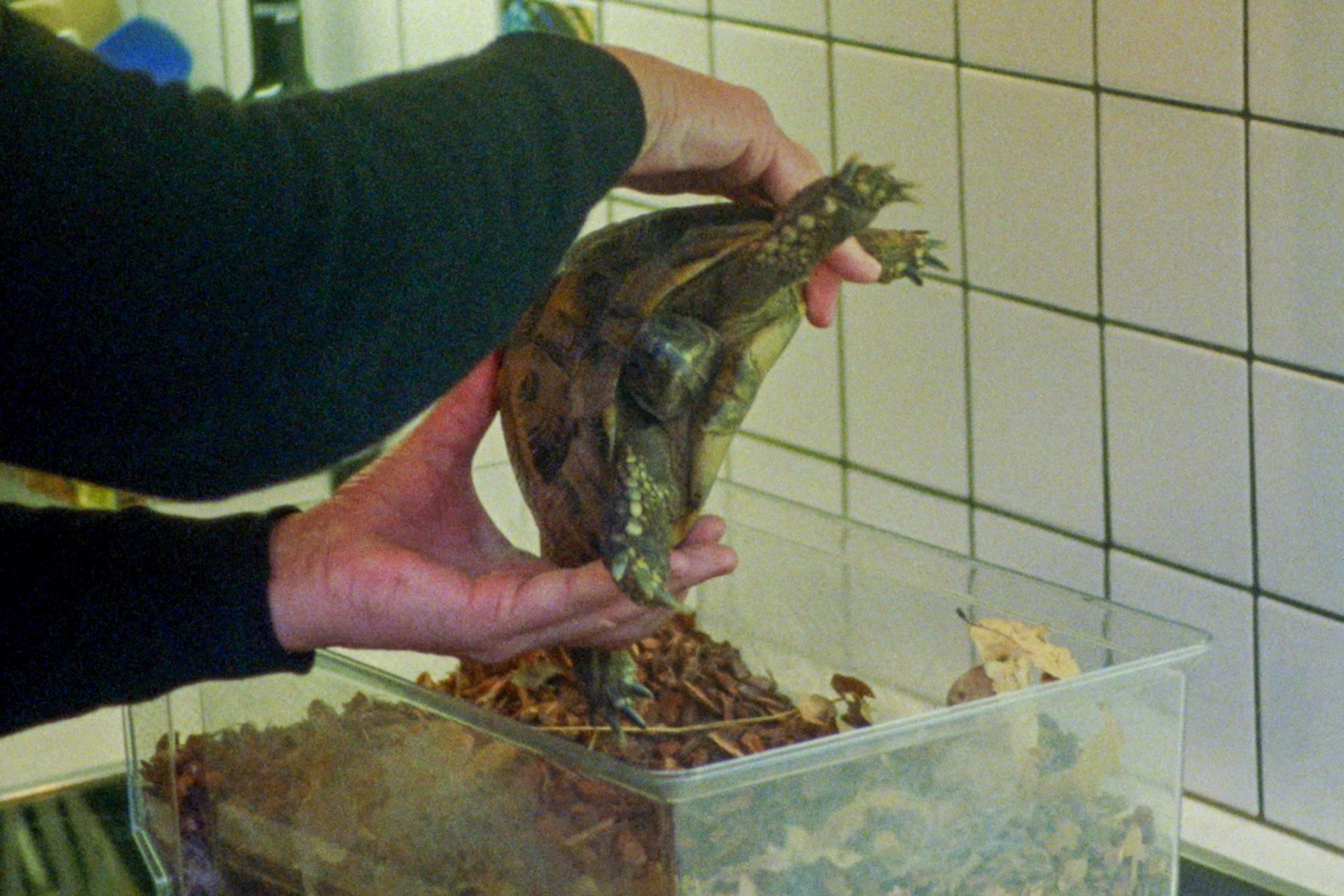 Photo of a person holding a tortoise above a container with leaves against a tiled wall.
