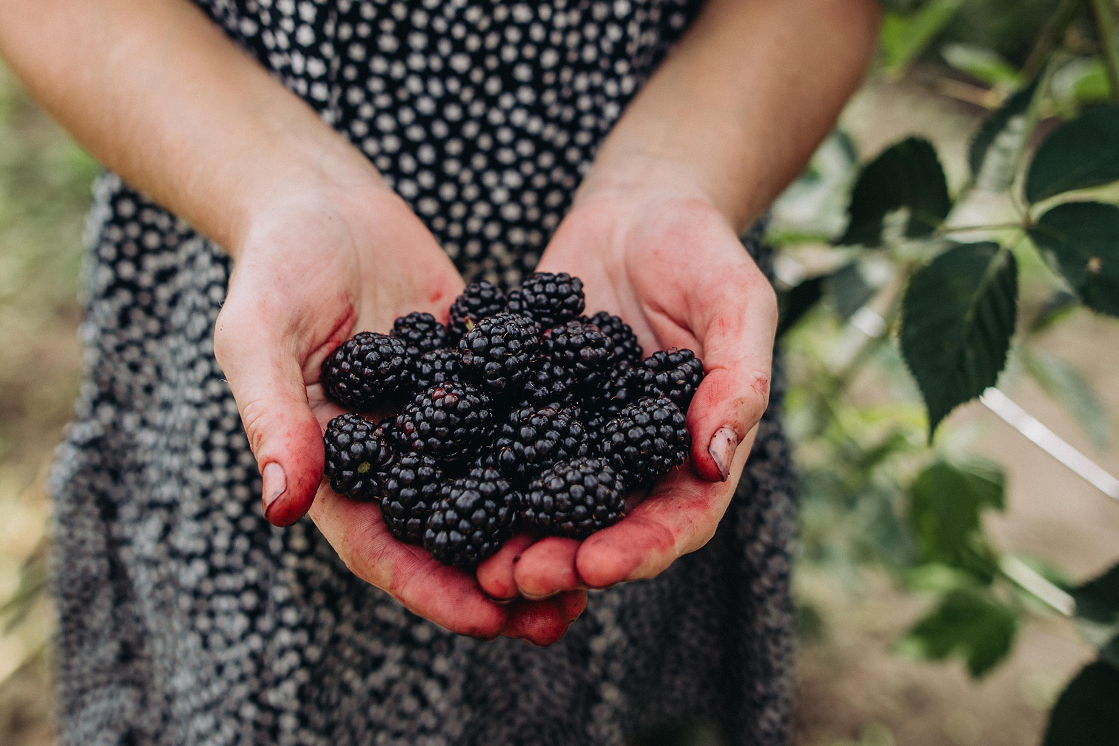 Hands holding freshly picked blackberries, with a background of green leaves and a black and white spotted dress.
