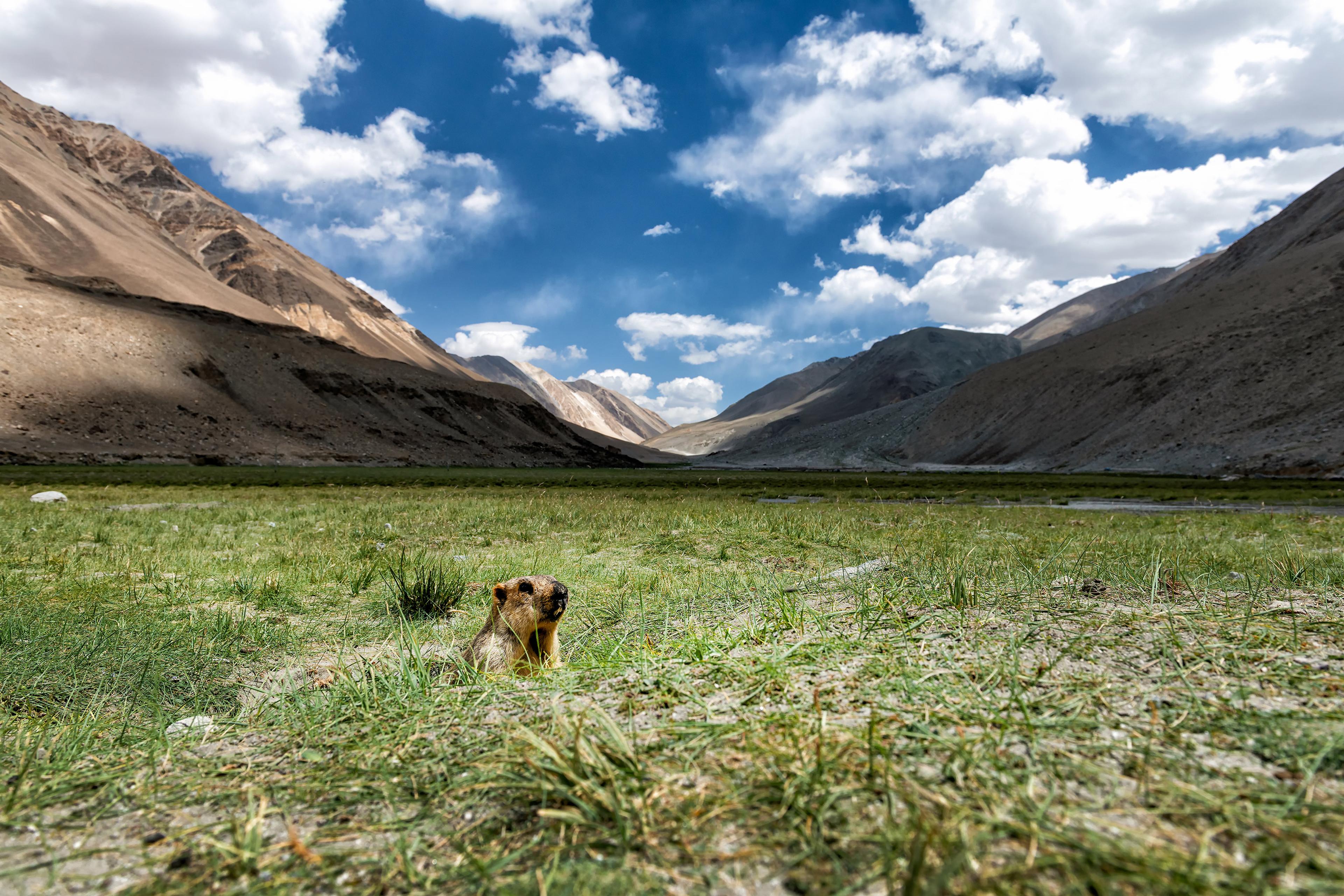 A marmot peeking from grass in a valley with mountains under a blue sky with clouds.